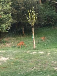 biche et son faon route de saint gondon au thoureil gitelesnoisettes